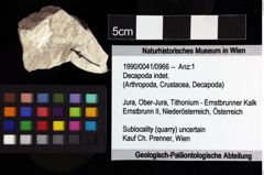 Foto (Objket + Etiketten) von Decapoda indet. 